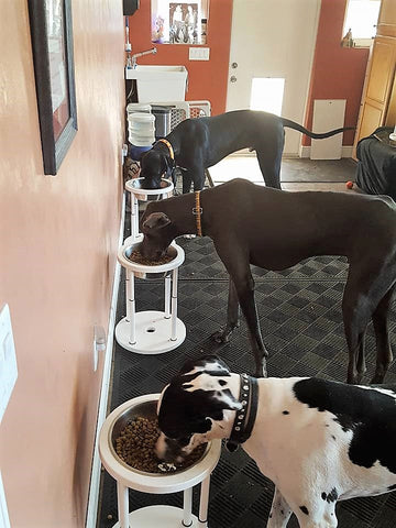 Elevated Dog Bowls for Large or Extra Large Dog. Great Dane 