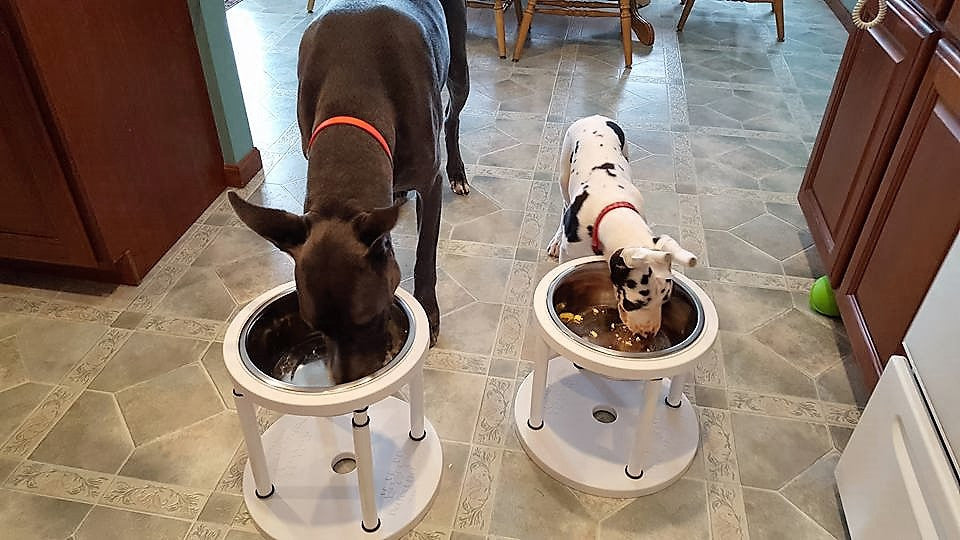 Big and small dogs using the Perfect Fit Feeder